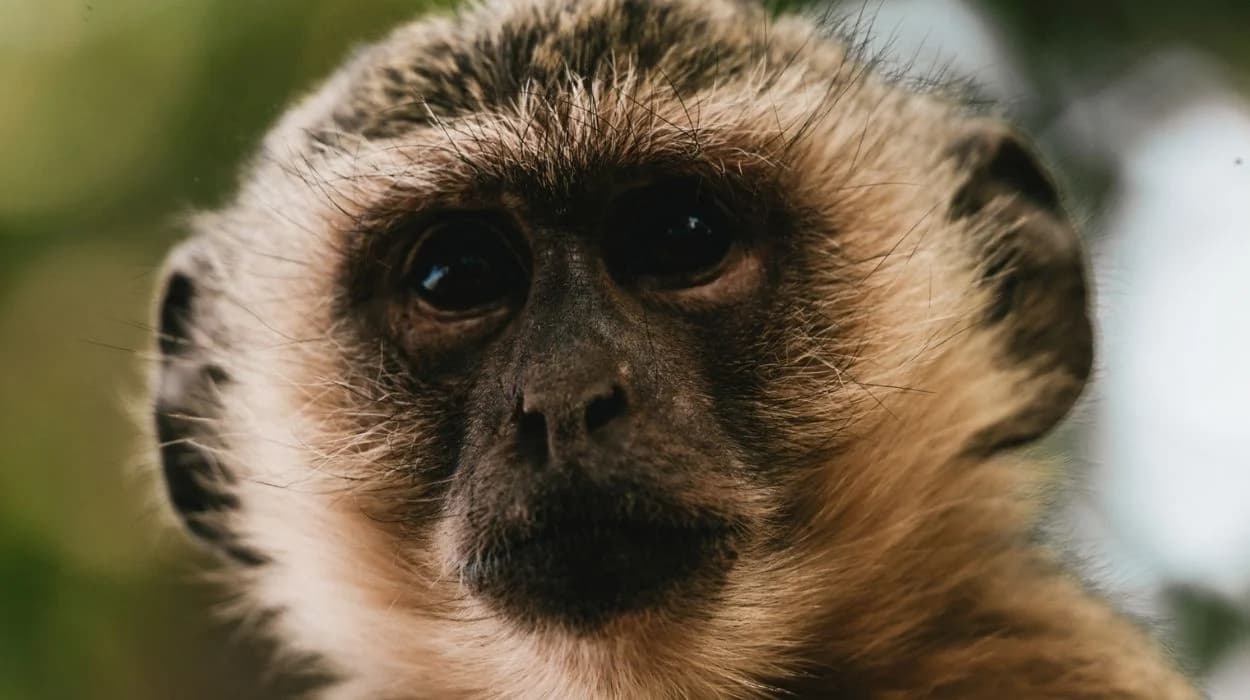 Exotic monkeys loose in North St. Louis neighborhood