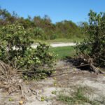 Florida AI Crop Damage Tool Aids Farmers Image 1