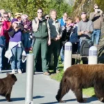 U.S. Forest Service offices in Alaska face dismantling 1