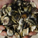 Vibrio vulnificus Florida flesh eating bacteria kills Image 1