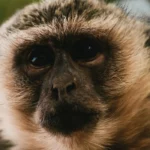 exotic monkeys loose in north st louis neighborhood 1