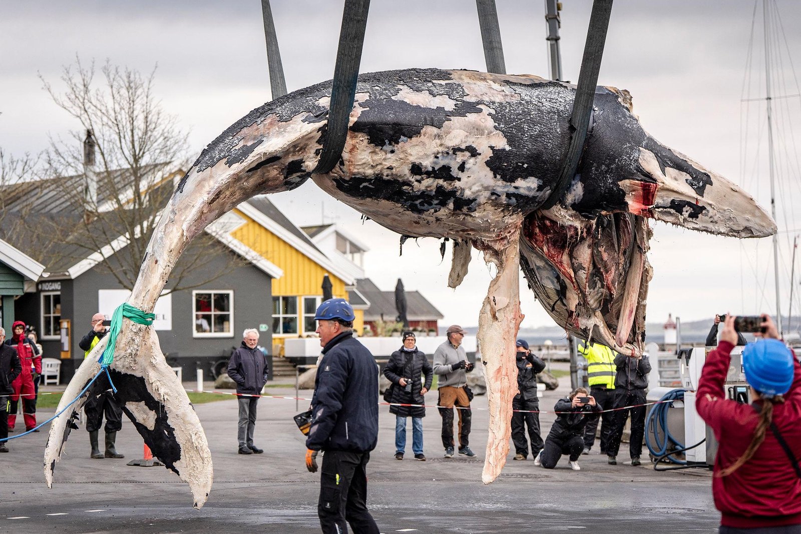 Marine experts conducting Denmark whale investigation in Europe