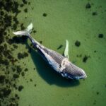 Denmark whale investigation underway near Danish coastline waters
