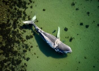 Denmark whale investigation underway near Danish coastline waters