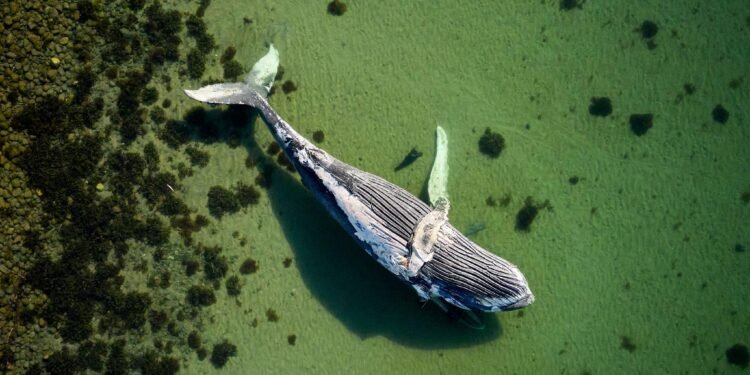 Denmark whale investigation underway near Danish coastline waters