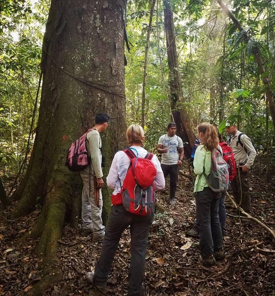 Amazon rainforest recovery near protected river ecosystems in Brazil