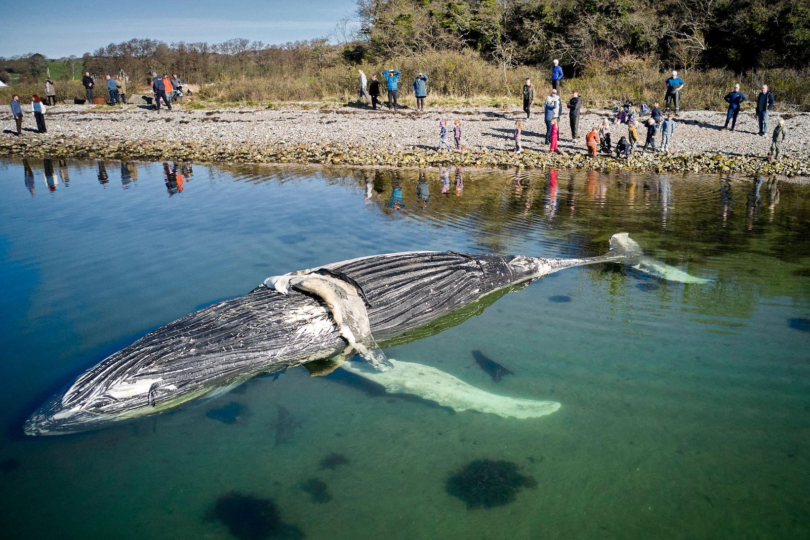Denmark whale investigation involving possible identification of Timmy in 2026